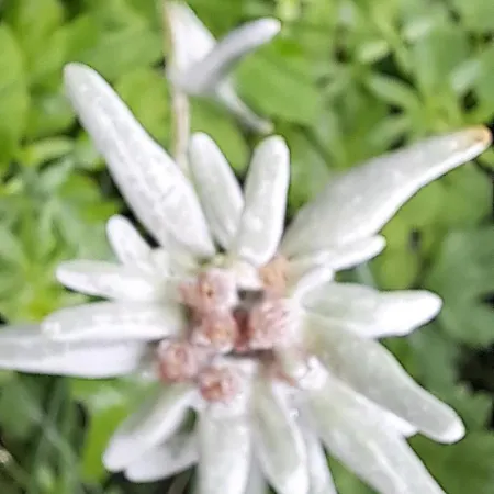 Ahnenhuette Untersabernighof Шале