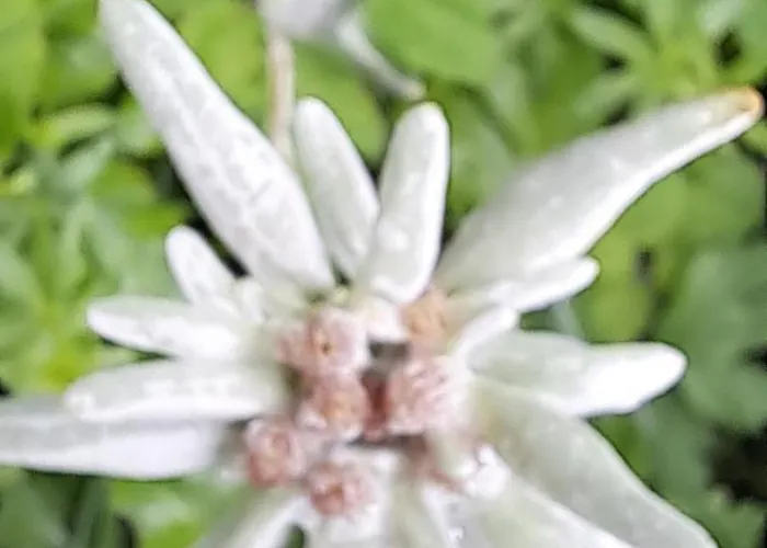 Ahnenhuette Untersabernighof Alpesi faház